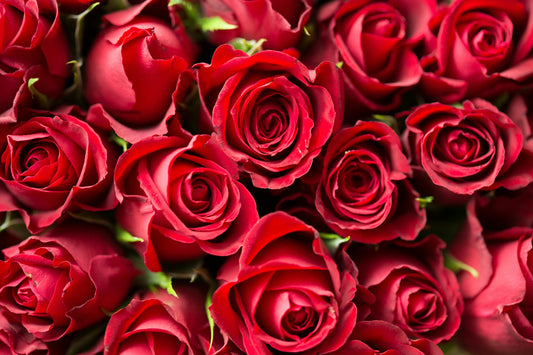 Coming Up Roses – Chapter One