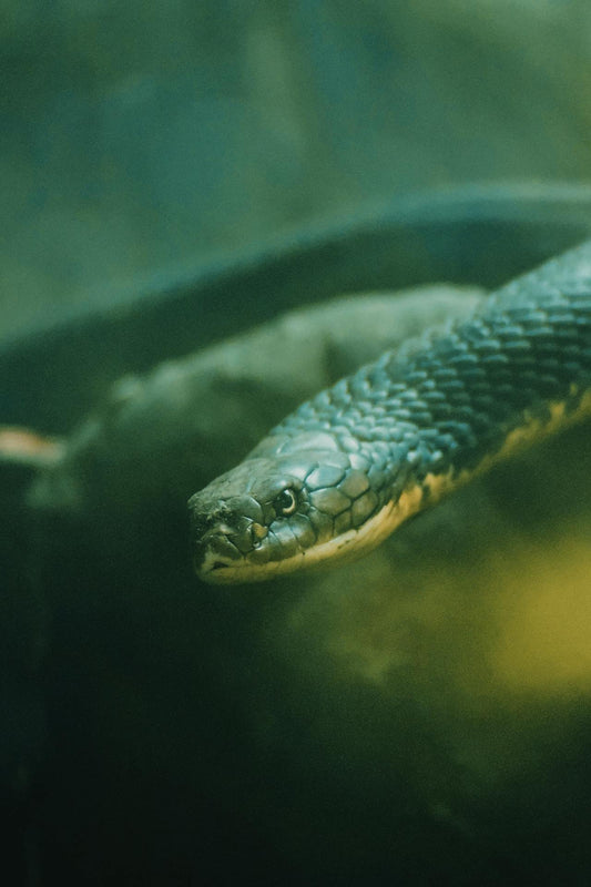 Green Snakes, Quarantine, & a Melee of Mages