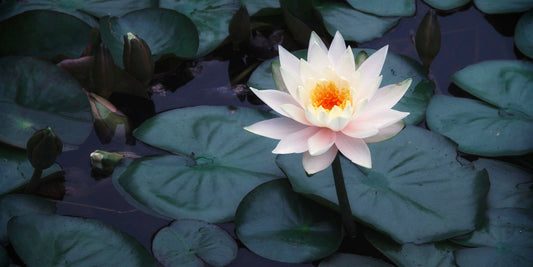 Something in the Waters – Chapter One