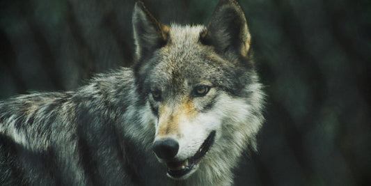 A short story regarding wolves and trolls and loyalty