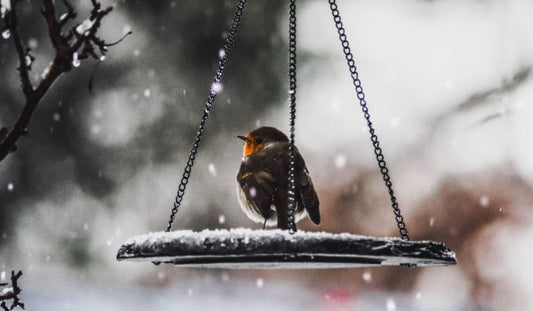 The Writer’s 12 Days of Christmas